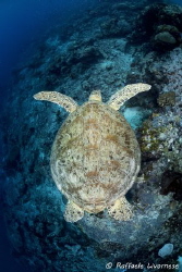 turtle swimming on the reef by Raffaele Livornese 